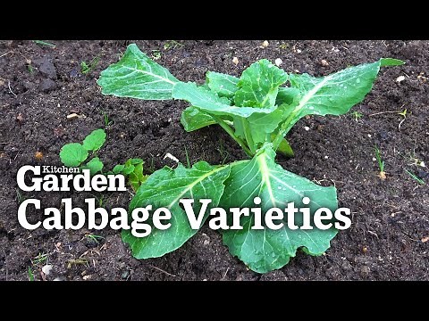 A Guide to Cabbage Varieties and When to Plant Them