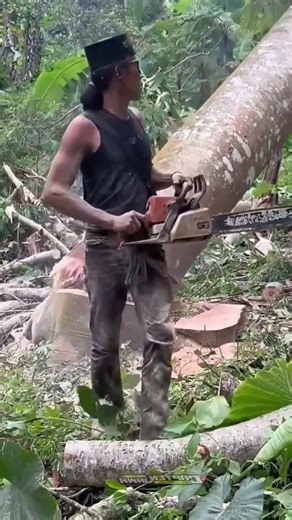 Tree cutting in chain saw cutter