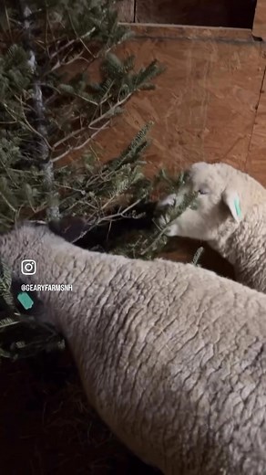 They say when you house sheep and goats together, they pick up each other’s eating habits. The sheep teach the goats to graze and the goats teach the sheep to browse. The sheep originally wanted nothing to do with the Christmas tree we put in their barn, but after spending a few days watching the goats happily hoover up the fresh greenery, they decided to give it a shot and found out it was quite tasty! 🌲 #sheep #goats #christmastree #winterforage | Geary Farms