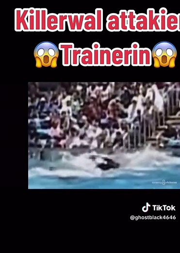 Orcas Killer Trainer: Beneath the Surface of Orca Attacks