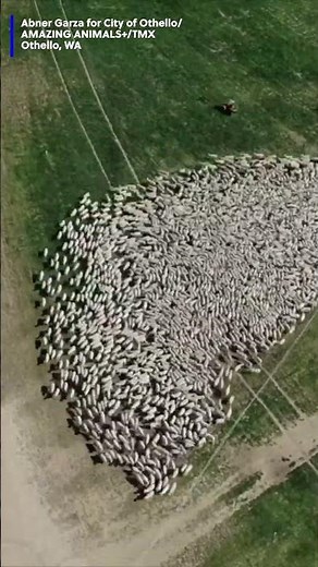 Herd of sheep caught crossing the road in mesmerizing drone video