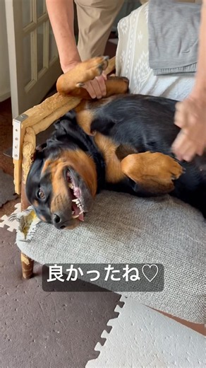 じーじと感動の再会を果たすロットワイラー