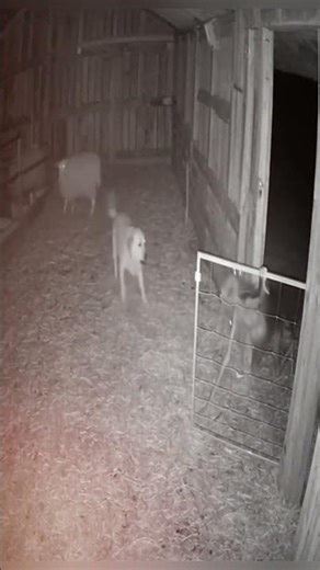 Where Is the Rest of His Body… And What Was Stan#horror #scary #halloween #realhorror