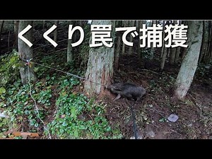 くくり罠で捕獲したイノシシに電気止め刺し。