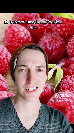 #greenscreen Buy your fruit trees online#garden #gardener #gardentok #coldclimategardening #canada #canadiangardening