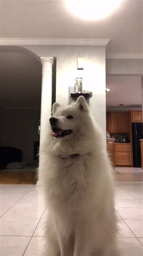 🅱️hor givin some daps #samoyed