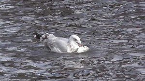 Seagull Catching Fish Stock Footage Video (100% Royalty-free) 12467366 | Shutterstock