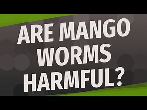 Are mango worms harmful?