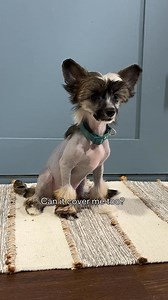 CarePlus offers pet insurance plans with exclusive Chewy benefits. Get your quote today. | Chewy | Facebook