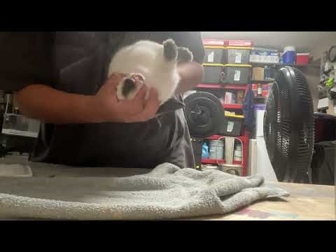 How to show a commercial rabbit (Californians)