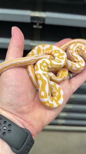 Super Leopard Albino and Black Pastel Leopard Albino! #ballpythonmorphs #royalconstrictordesigns