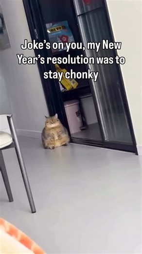 Winning at life so far #cats #funnycats #icanhascheezburger | ICanHasCheezburger?