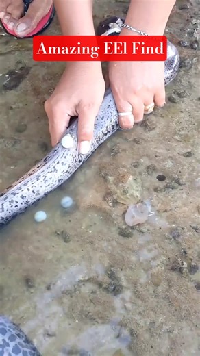 I Found MARBLES Inside This Eel! 😱