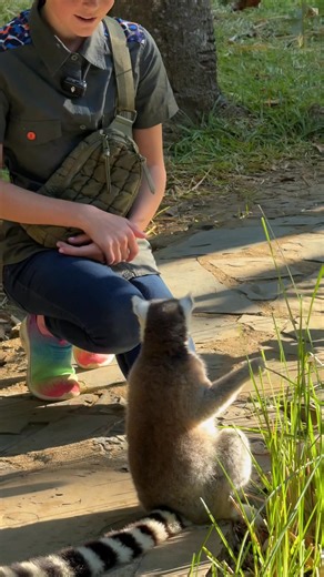 50K views · 3.5K reactions | These Ring-Tailed Lemurs are sunning their bellies, this is such an adorable species!  | Brooke.Carter | Facebook