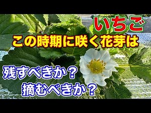 イチゴの花芽を摘むか残すか迷ってる人はこの動画を観て下さい。〜サラリーマンでも出来るいちご栽培シリーズ〜