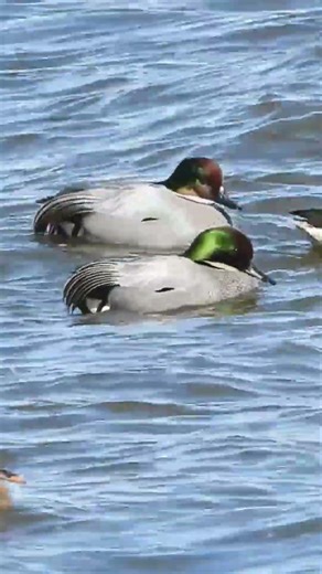 Falcated Ducks Riding the Wild Waves