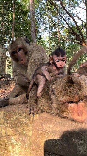 Addison crying shaky to Ada mom. Monkey