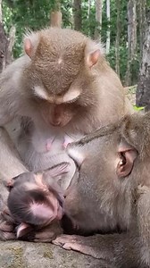 67K views · 1.3K reactions | 3-Day-Old Baby Monkey Activities Baby Newborn . . . #VideoReels #reelfb #fbreel #cutebabymonkey #viralreels #newbornbabymonkey #smartmonkey #Newbornanimals #aboutmonkey #monkeys #monkeytoday #videoReelMonkey #funnyMonkey #monkeyeats #Yummy | Your Monkeys | Facebook
