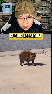 Kucing kesetrum.... Kok gak koit ya | Al Mars
