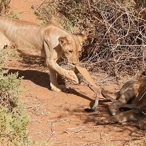 161K views · 2.5K reactions | Young lions find a tow strap from a safari vehicle and have a bit of fun playing Tug o' War! Filmed On Tour With Zebra Plains In The Samburu National Reserve, Kenya Special thanks to Zebra Plains Mara Camps - Zebra Plains Collection | Rob The Ranger Wildlife Videos | Facebook