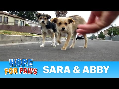 Dog rescue: Sara & Abby (Please share and help us find them a loving forever home) #dogs