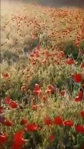 #オーケストラクラシック名曲 #16 傑作集今世界で最も聴かれているクラシック20