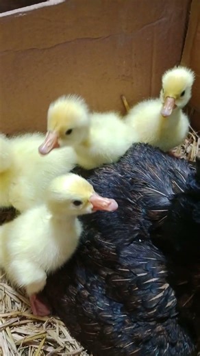 Hen hatched 5 cute baby duck chickens