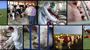 Sustainable Livestock Farming - Multi Screen Video. Animal Husbandry. Dairy Cows Grazing in Green Field. Farmer and Veterinarian Talking at Livestock Farm. Pig Farming. Cattle and Dairy Farming.