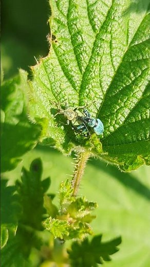 A mating pair of Green Nettle Weevils. Note the different colours