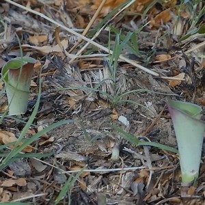 2.2K views · 16 reactions | Have you ever seen | Meimei Cooking | Facebook