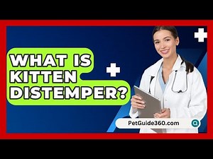 What Is Kitten Distemper? - PetGuide360.com