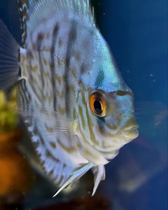 14 reactions | How nice is this Discus ♥️ | MarinePlus | Facebook