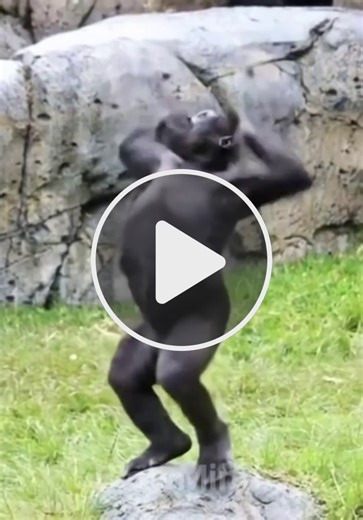 This Monkeys Dance Moves Broke the Internet - NewsBreak