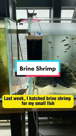 First-time success! 🎉 It's amazing how easy it was to hatch these tiny creatures. Not only that, but they make the perfect food for my adorable fish fry With the Incubator Set, the whole process was a breeze. I watched as the brine shrimp larvae swam around, providing a nutritious feast for my little fish. It's like a buffet for them! 😋 And here's the best part! If you have extra hatched shrimp, you can store them in small test tubes and freeze them in the fridge. That way, you always have a c