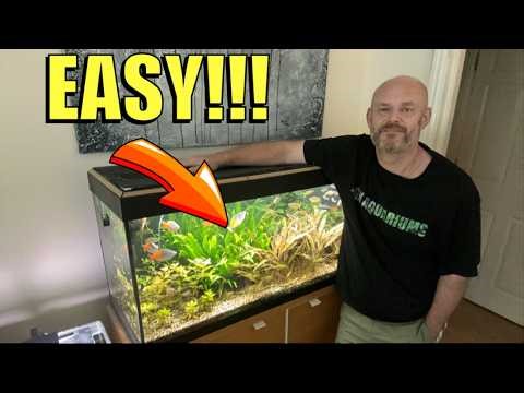 Setting Up And Caring For A Healthy Planted Freshwater Aquarium