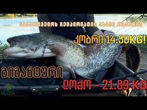 რეკორდული ზომის კობრი და ლოქო!