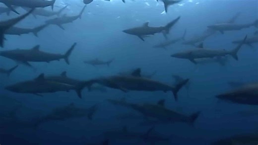 This is how sharks actually sleep in the ocean