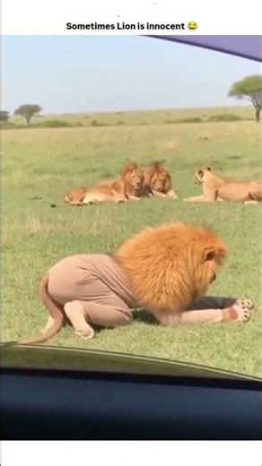 😱 Kaun banega iss baar ka Winner? Jaldi batao! 🐯 #lion😭