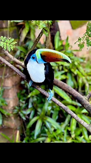 3 comments | Little Rock Adventures Madagascar Edition Part #2: Our first stop was to a crocodile farm to learn about the plants and animals we would run into on our trip. We learned about the different types of lemurs, lizards, snakes, and frogs we will run into and various plants including which ones to avoid. #lemur #lizards #Madagascar #frogs #crocodile #crocodilefarm #crocfarm #plants #plantidentification #snakes #littlerockadventures #crystalbarista | Crystal Barista | Facebook