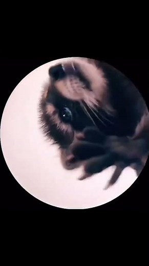 Raccoon Dancing ‪@top.memes21‬