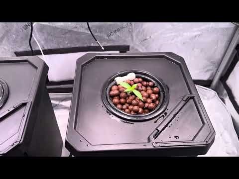 Day 4 - First DWC grow. Apple Pie and Grease Gun Autoflowers.