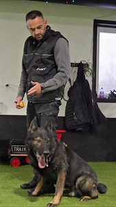 Negative reinforcement is the most effective and clear way to create impulse control in dog training. Not only can you use it to speed up and sharpen behavior you can also use it to reinforce impulse control under high levels of arousal. #dogtrainer #dogtraining #dogsofinsta #dogstagram | Shield-K9 Dog Training