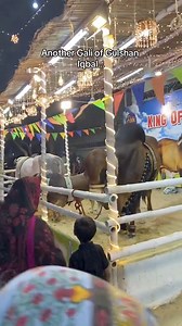 MashaAllah ♥️ Bakra Eid Ki Ronaq Karachi Karachi Hai | Karachi Sohrab Goth Cow Mandi-Bakra Eid In Pakistan