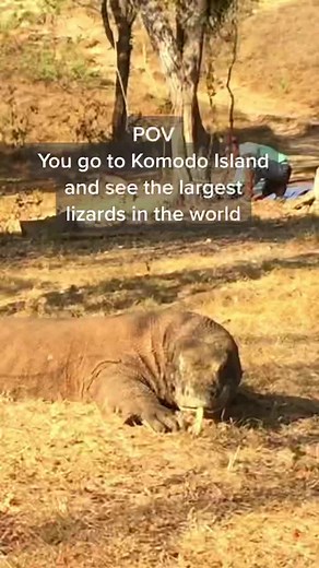 Exploring Komodo Island: Home of the Largest Lizards in the World