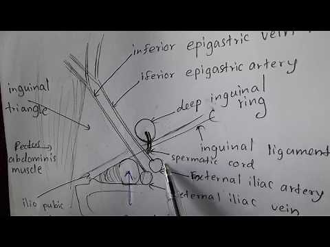 Anatomy of the INGUINAL CANAL & hernias