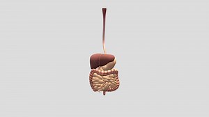 digestive system - Download Free 3D model by 7D production (@7D_Production)