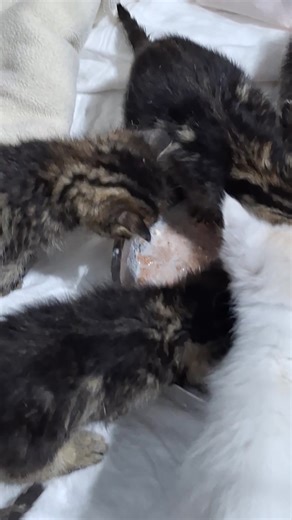 Last night before the babies left. Thankfully Blizzard is doing well today. #kittens #kittensoftiktok #kittensofinstagram #adoptdontshop #spayandneuter #rescuedismyfavoritebreed #kittenlife #kittens_of_world #kitten #rescuekitten #kittenseason #RescueMatters
