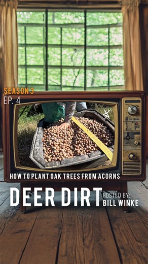 HuntStand on Instagram: "Oak trees don’t grow overnight. But with the right strategy, they do grow. Bill Winke shares how to start from acorns in the latest Deer Dirt at the @huntstand YouTube channel."