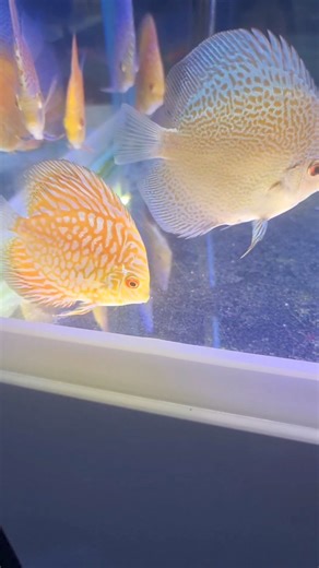 Discus now out of quaretine, stunning colour, good shape and size, feeding well, confident fish Please call us for questions, price etc, too much to discuss on fb :-) | East Lothian Aquatics