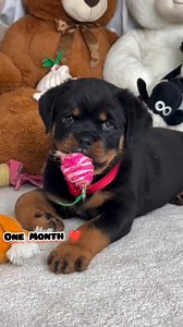 Rottweiler transformation | beautiful Beasts